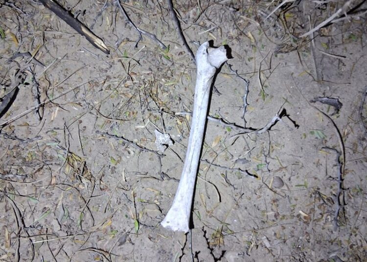 Inicia 2026 con nuevo hallazgo de restos humanos en Reynosa