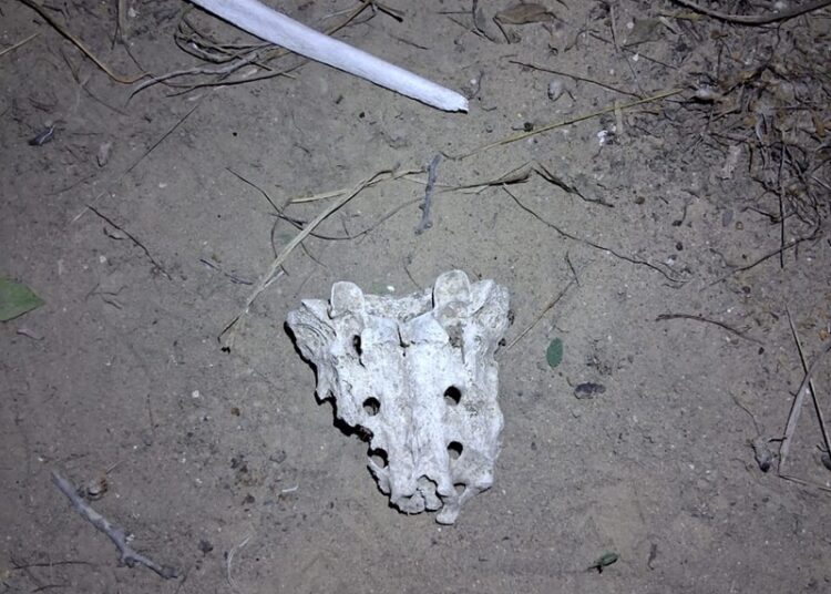 Inicia 2026 con nuevo hallazgo de restos humanos en Reynosa