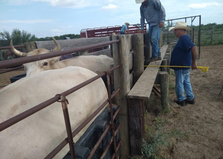 Refuerza Desarrollo Rural de NLD acciones de vigilancia sanitaria en apoyo a ganaderos locales