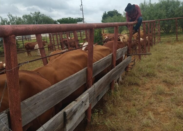 Refuerza Desarrollo Rural de NLD acciones de vigilancia sanitaria en apoyo a ganaderos locales