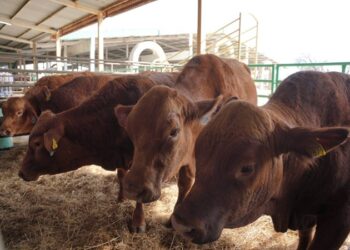 Refuerza Desarrollo Rural de NLD acciones de vigilancia sanitaria en apoyo a ganaderos locales