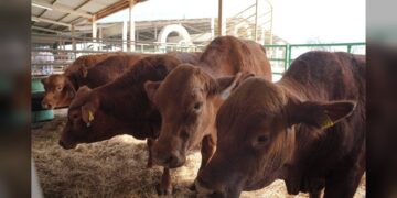 Refuerza Desarrollo Rural de NLD acciones de vigilancia sanitaria en apoyo a ganaderos locales