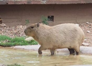 Suspenden exhibición de capibara en el Tamatán para evitar otra muerte