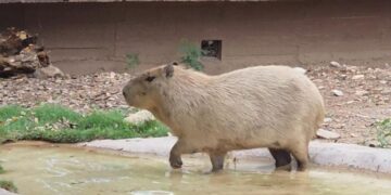 Suspenden exhibición de capibara en el Tamatán para evitar otra muerte