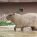 Suspenden exhibición de capibara en el Tamatán para evitar otra muerte