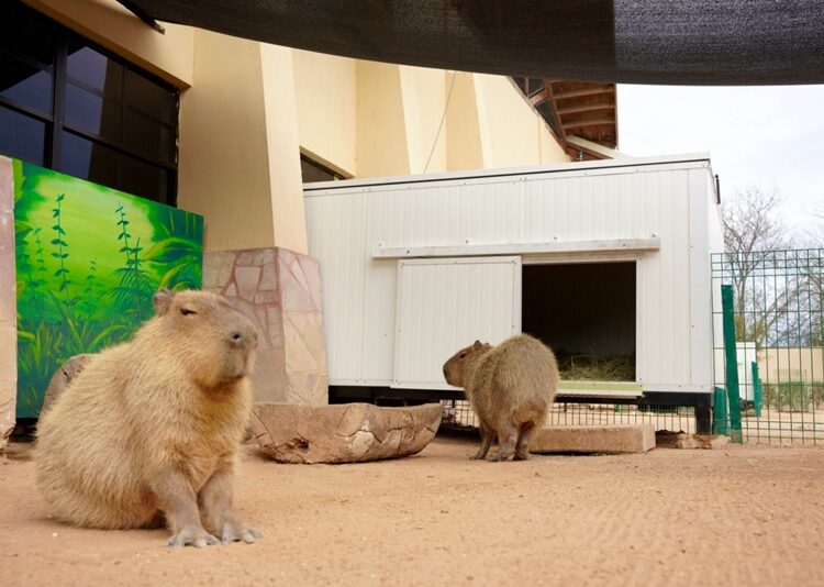 Zoo de NLD refuerza medidas de protección animal ante bajas temperaturas