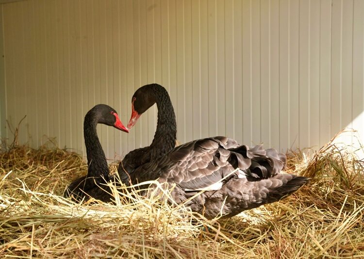 Zoo de NLD refuerza medidas de protección animal ante bajas temperaturas