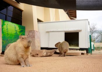 Zoo de NLD refuerza medidas de protección animal ante bajas temperaturas