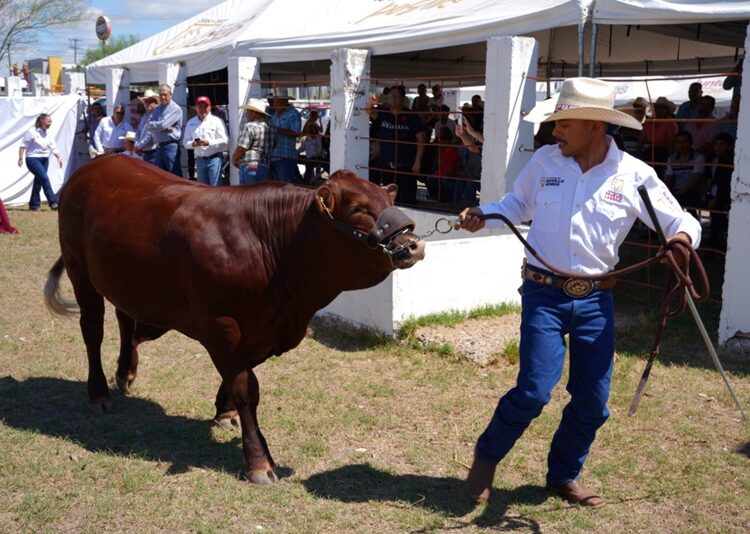 Abre Gobierno de NLD convocatoria para programa de mejoramiento ganadero