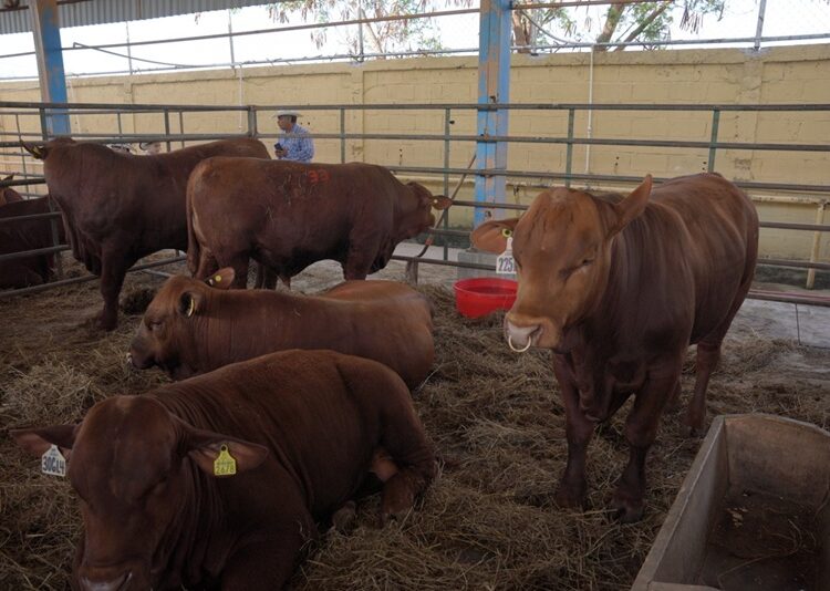 Abre Gobierno de NLD convocatoria para programa de mejoramiento ganadero