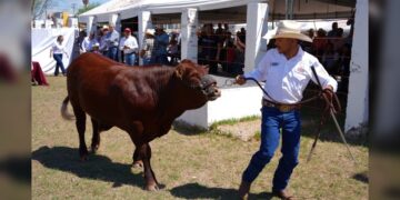 Abre Gobierno de NLD convocatoria para programa de mejoramiento ganadero