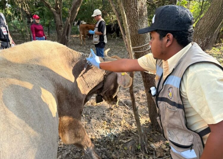 Altamira y Llera, declarados libres de gusano barrenador del ganado