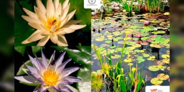 Colabora UAT en la conservación de humedales y ecosistemas acuáticos