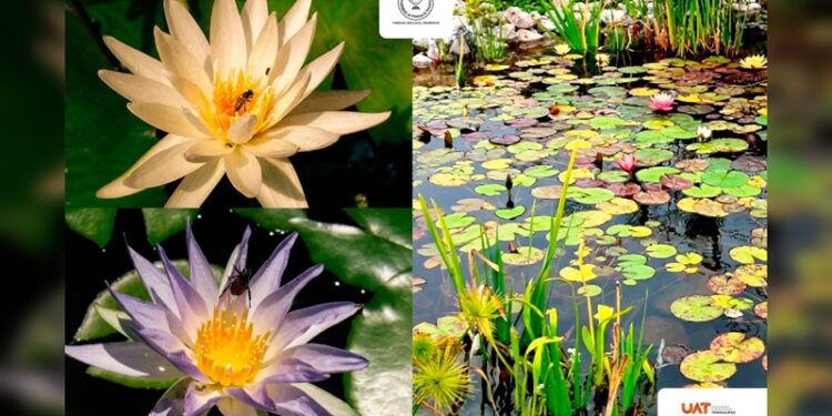 Colabora UAT en la conservación de humedales y ecosistemas acuáticos