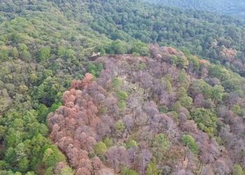 Encienden alertas por plaga forestal en los límites de Tamaulipas