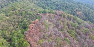 Encienden alertas por plaga forestal en los límites de Tamaulipas