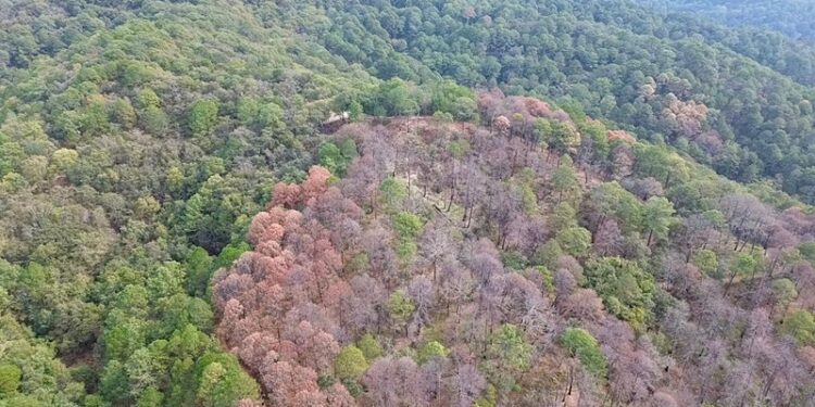 Encienden alertas por plaga forestal en los límites de Tamaulipas