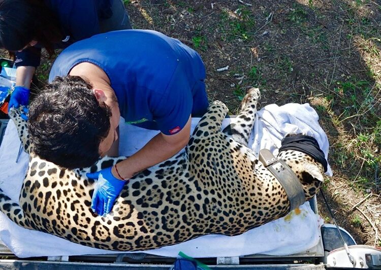 “Jaguar rescatado sano y salvo en Gómez Farías”: Comisión de Parques
