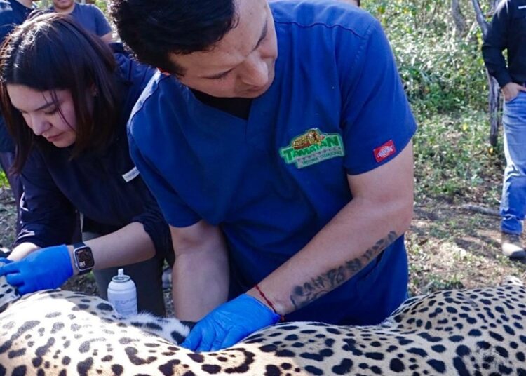 “Jaguar rescatado sano y salvo en Gómez Farías”: Comisión de Parques