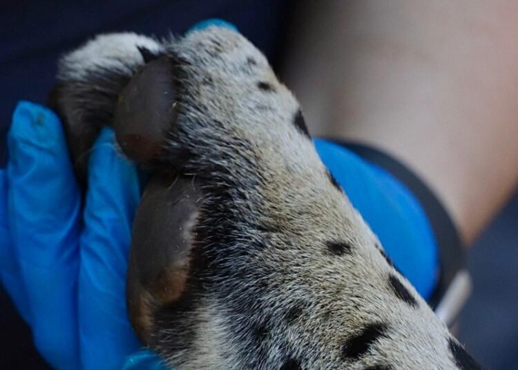 “Jaguar rescatado sano y salvo en Gómez Farías”: Comisión de Parques