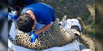 “Jaguar rescatado sano y salvo en Gómez Farías”: Comisión de Parques