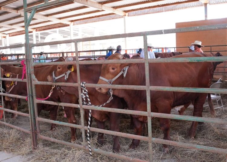 NLD impulsa la competitividad del campo con la 3.ª edición de “Mejoramiento Ganadero NLD”