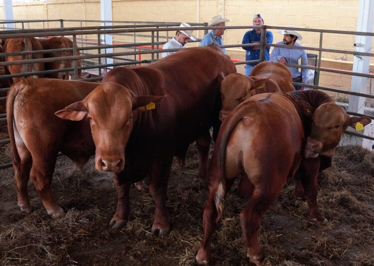 NLD impulsa la competitividad del campo con la 3.ª edición de “Mejoramiento Ganadero NLD”