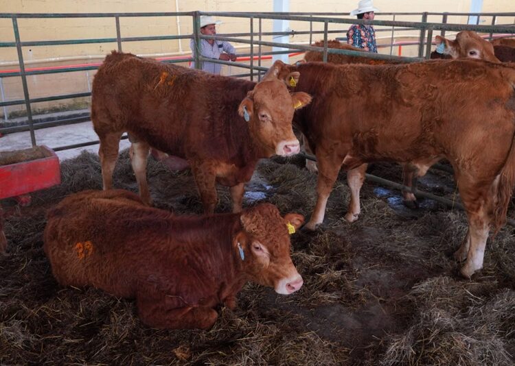 NLD impulsa la competitividad del campo con la 3.ª edición de “Mejoramiento Ganadero NLD”