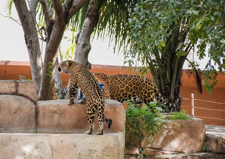 Ofrece Comisión de Parques ‘Zoo Visitas’