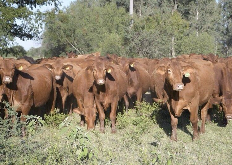 Refuerzan campaña contra la rabia paralítica bovina en Tamaulipas