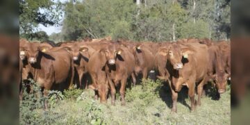 Refuerzan campaña contra la rabia paralítica bovina en Tamaulipas