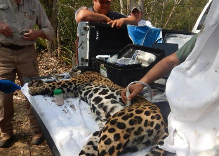 Rescata y libera Comisión de Parques y Biodiversidad a jaguar en Llera