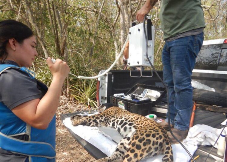 Rescata y libera Comisión de Parques y Biodiversidad a jaguar en Llera