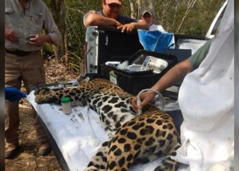 Rescata y libera Comisión de Parques y Biodiversidad a jaguar en Llera