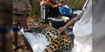 Rescata y libera Comisión de Parques y Biodiversidad a jaguar en Llera