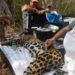 Rescata y libera Comisión de Parques y Biodiversidad a jaguar en Llera