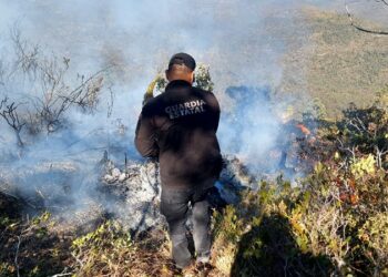 Se registra 2.º incendio en zona de la mariposa monarca en Miquihuana