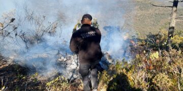 Se registra 2.º incendio en zona de la mariposa monarca en Miquihuana