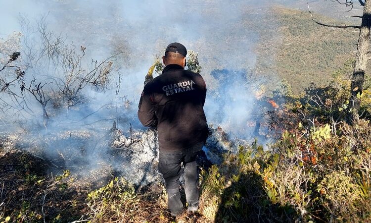 Se registra 2.º incendio en zona de la mariposa monarca en Miquihuana
