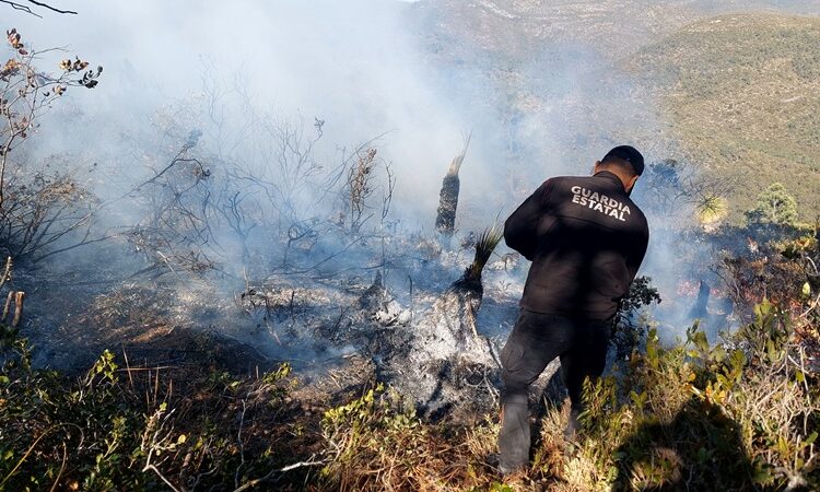 Se registra 2.º incendio en zona de la mariposa monarca en Miquihuana