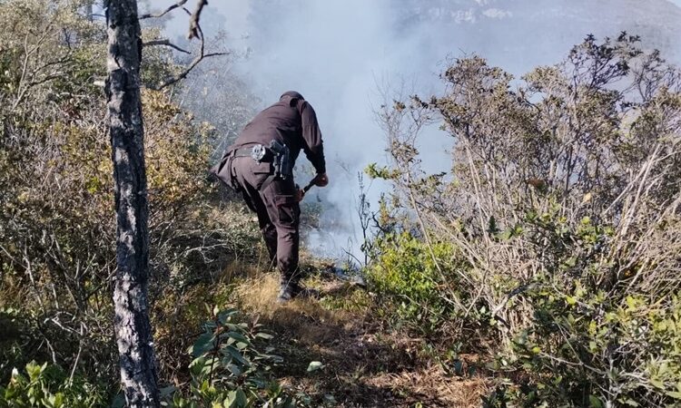 Se registra 2.º incendio en zona de la mariposa monarca en Miquihuana