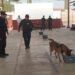 Acerca Guardia Estatal a “Max”, perro especializado, a comunidad escolar