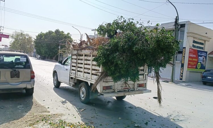 Activa Municipio operativo de limpieza y prevención por fuertes vientos en Victoria