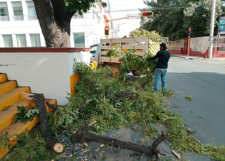 Activa Municipio operativo de limpieza y prevención por fuertes vientos en Victoria