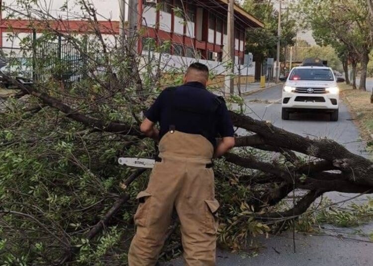 Activa Municipio operativo de limpieza y prevención por fuertes vientos en Victoria