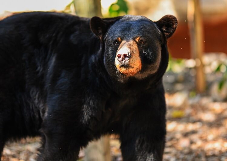 Buscan renovar experiencia del Zoológico Tamatán con nuevas especies