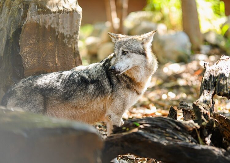 Buscan renovar experiencia del Zoológico Tamatán con nuevas especies