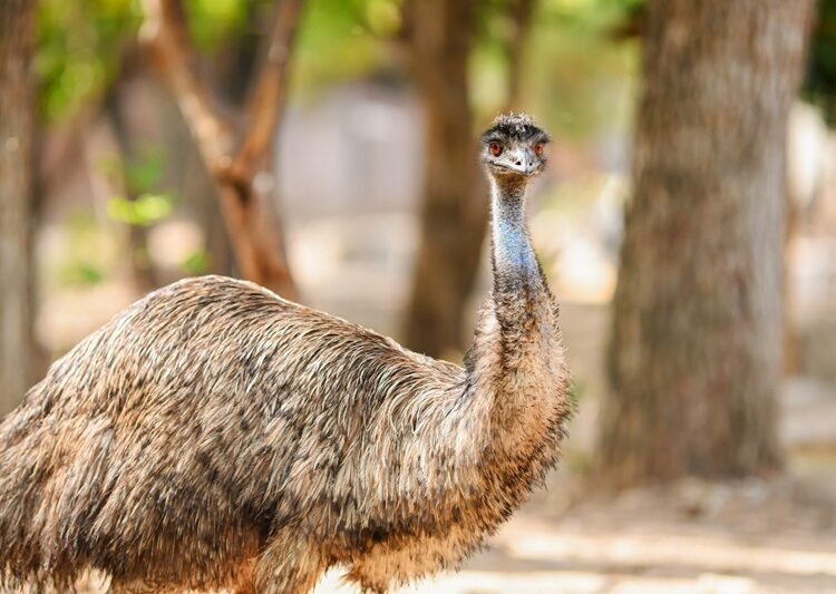 Buscan renovar experiencia del Zoológico Tamatán con nuevas especies