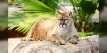 Buscan renovar experiencia del Zoológico Tamatán con nuevas especies