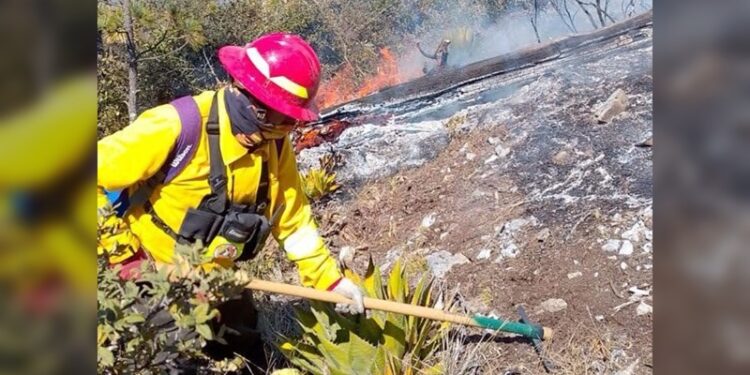 Cumple 8 días incendio forestal en Miquihuana y amenaza la ruta migratoria de la monarca